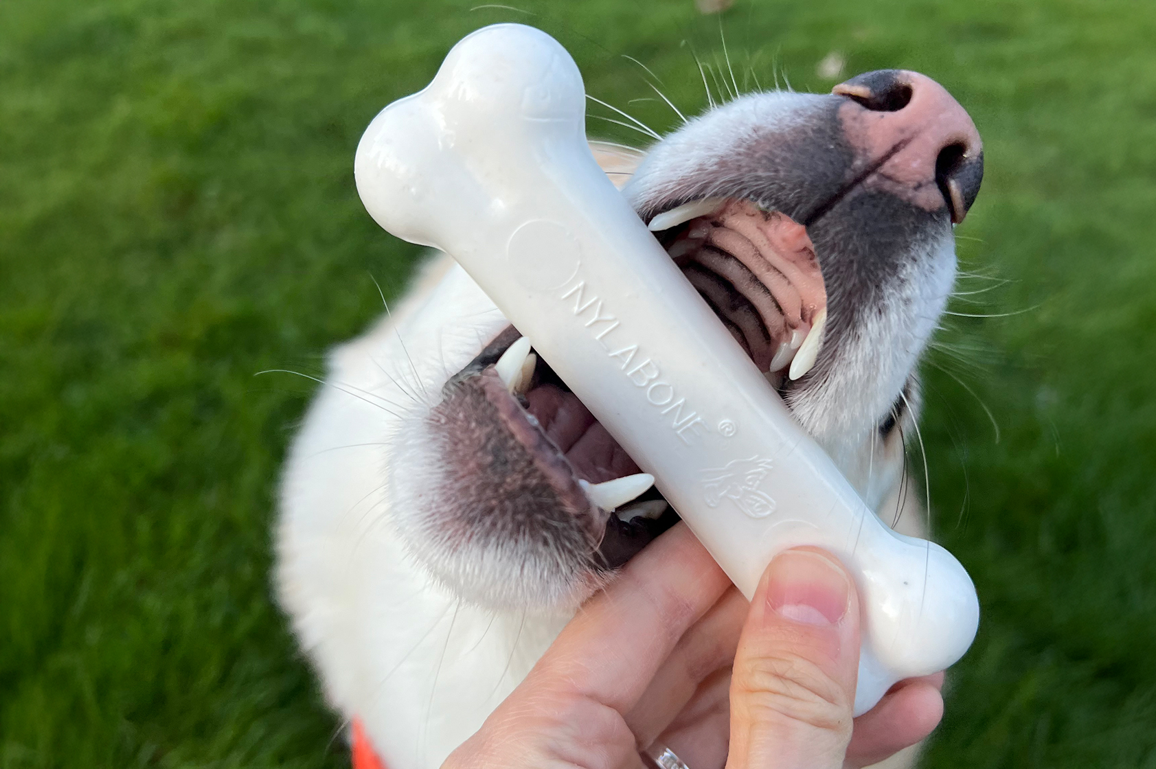 Dog chewing Nylabone toy