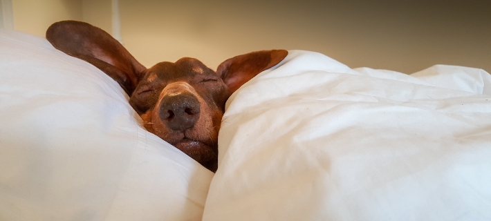 dog tucked into bed