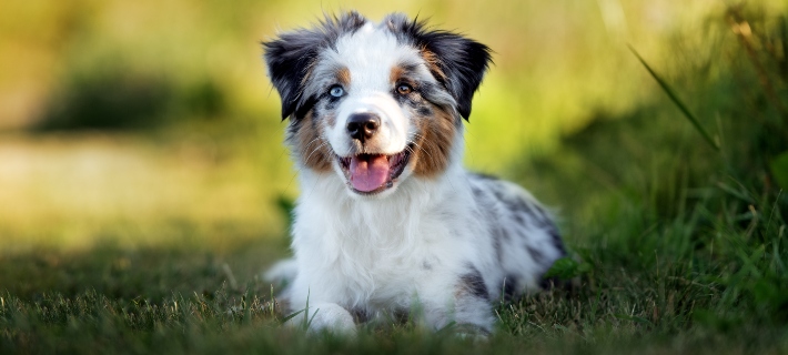 miniature american shepherd lying on grass