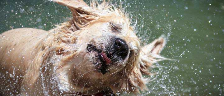 Dog shaking off water