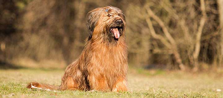 is a briard a good pet