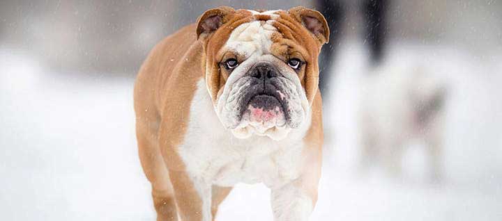 are bulldogs known for chewing