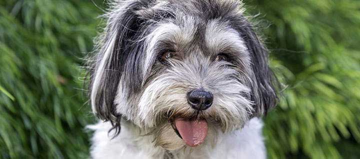 a lhasa apso breed dog breed