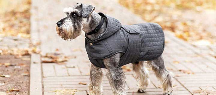 how long do mini schnauzer puppies