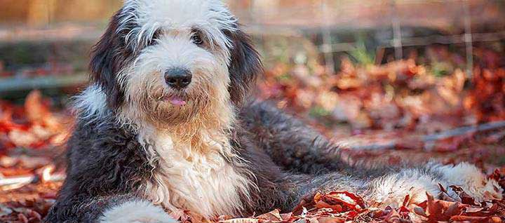 are old english sheepdogs good family dogs