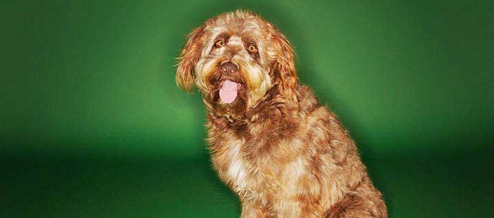 are otterhounds intelligent dogs