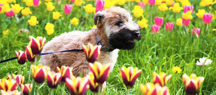 are soft coated wheaten good dogs