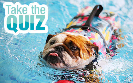 Swimming Dog Quiz