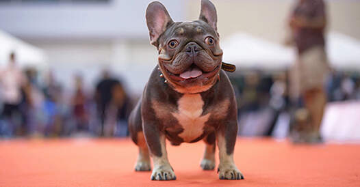 dog-on-red-carpet