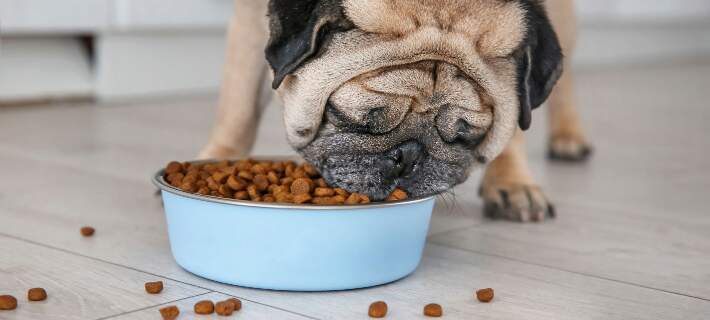 Pug eating food