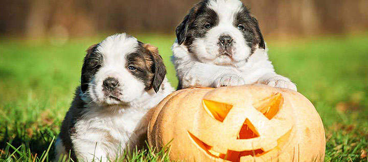 halloween-items-your-dog-should-avoid