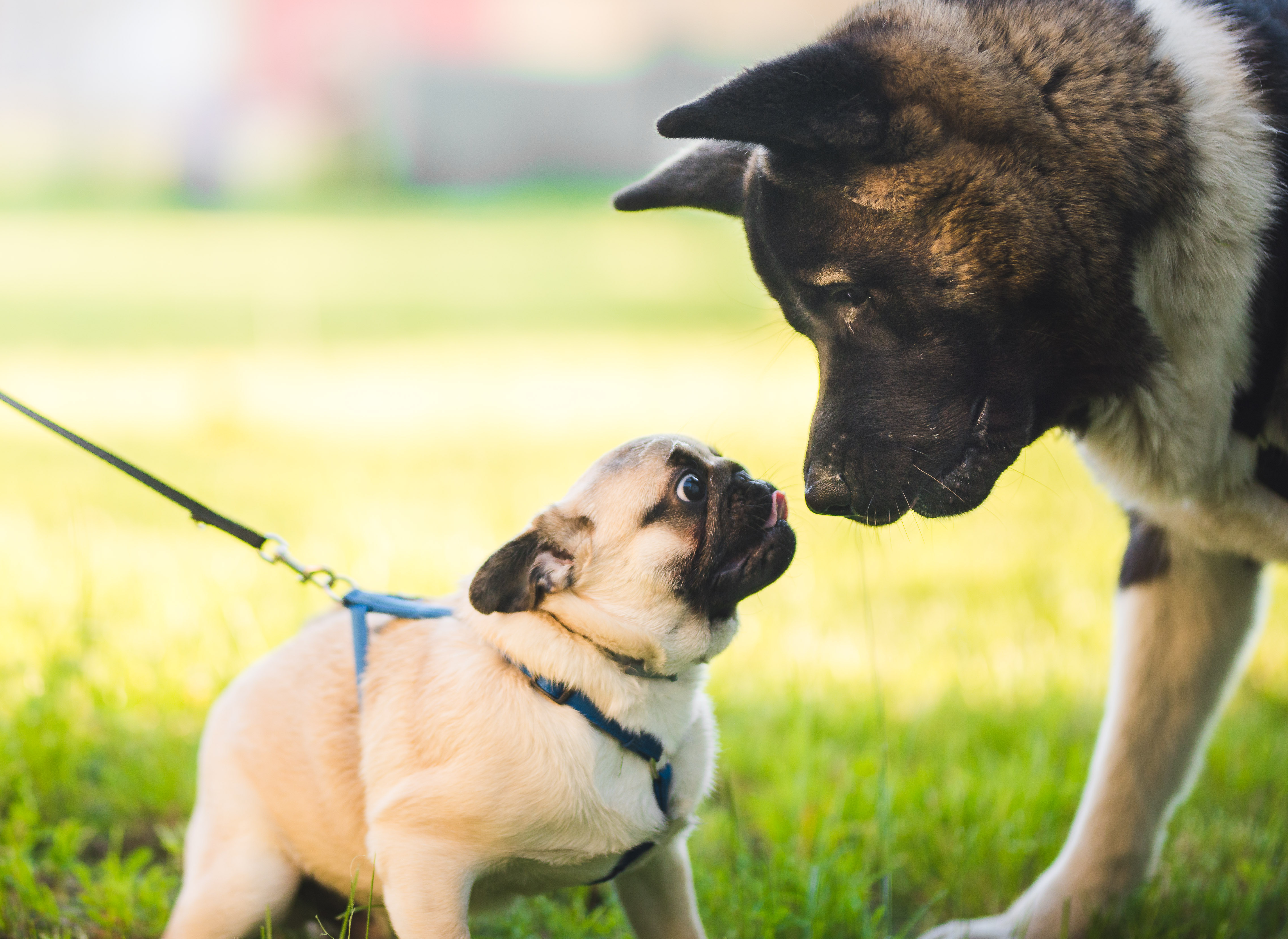 pug and akita inu original