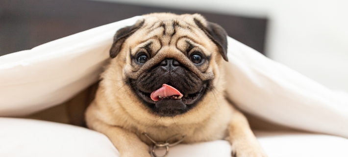 pug sitting in a bed