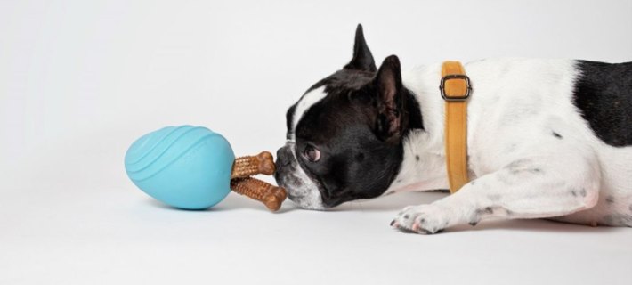 dog sniffing Eggi dog toy