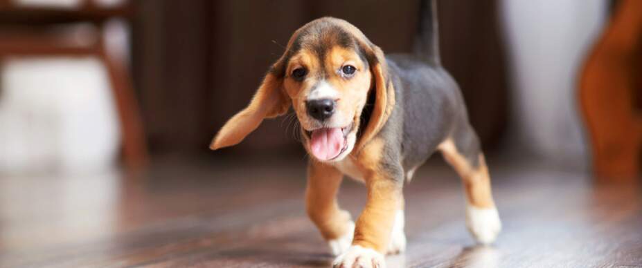 beagle puppy on hardwood floor