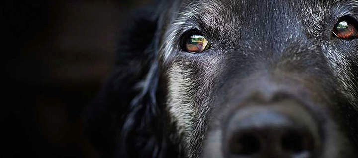 common-health-issues-in-senior-dogs