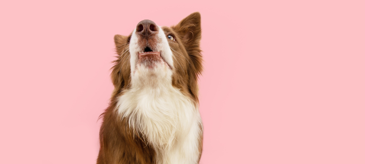 dog looking up ovet pink background