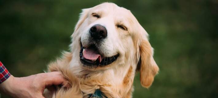 dog smiling outside