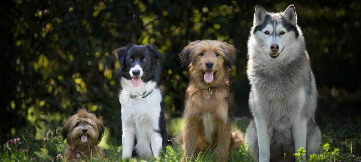 dog-breed-quiz-header-cropped