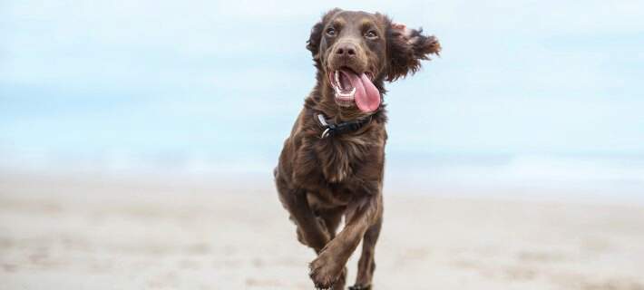 dog running on beach