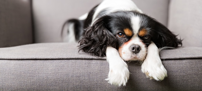 cavalier king charles spaniel sitting on couch