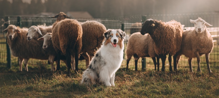 Australian Shepherd herding dog on a farm with sheep