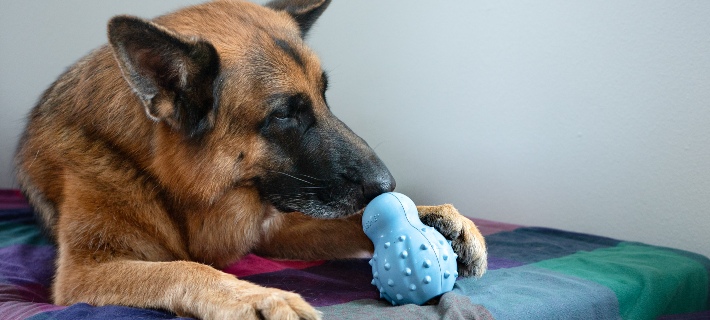 german shepherd dog playing with a nylabone strong chew cone stuffable chew toy