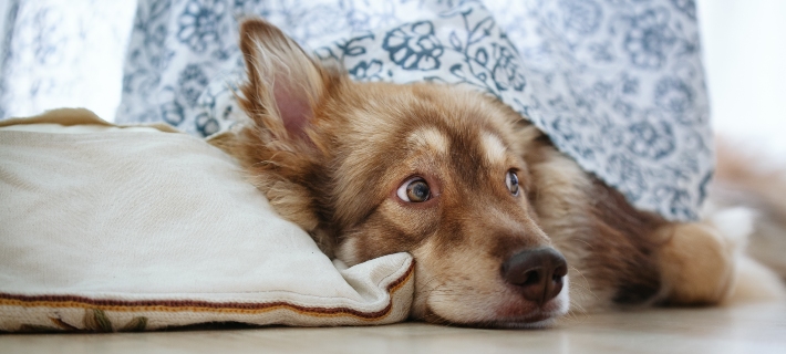 dog hiding under curtain