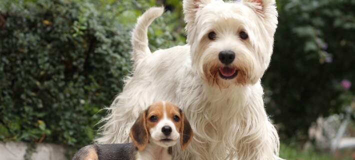 how do you introduce a puppy to the dog park