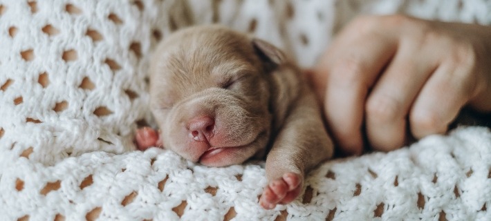 person cuddling newborn puppy