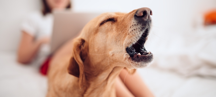 dog barking on bed