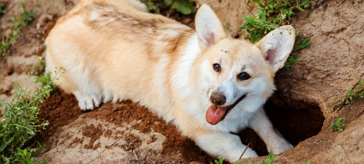 Happy Welsh Corgi dog digging a hole