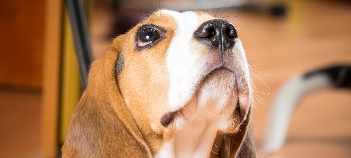 dog looking up