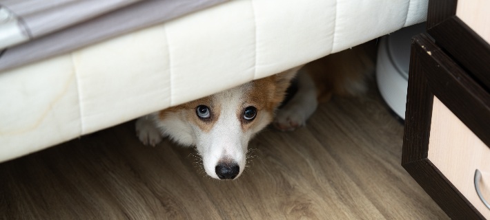 dog hiding under bed on wood floor