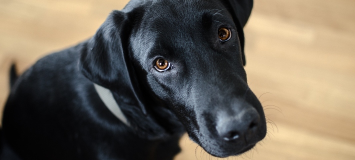 labrador retriever staring at camera