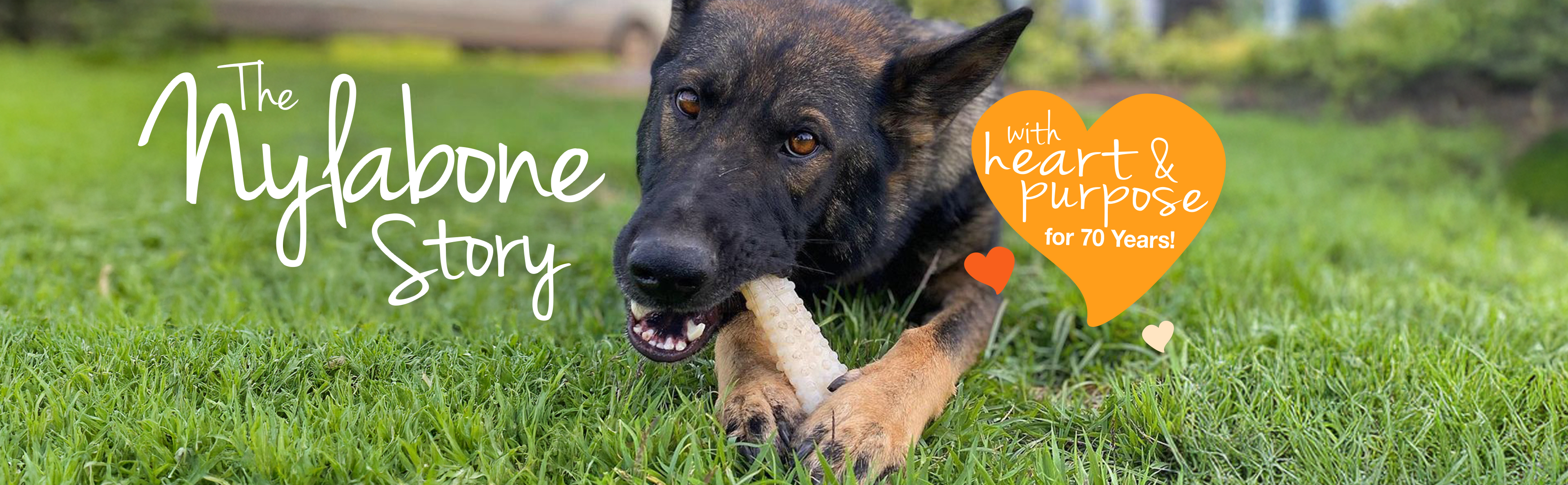 the nylabone story