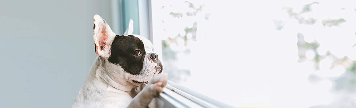 Toys for outlet dogs with anxiety