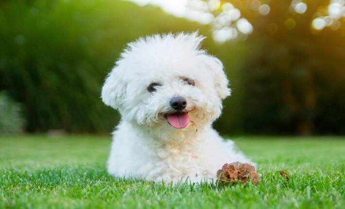 bichon frise Dog