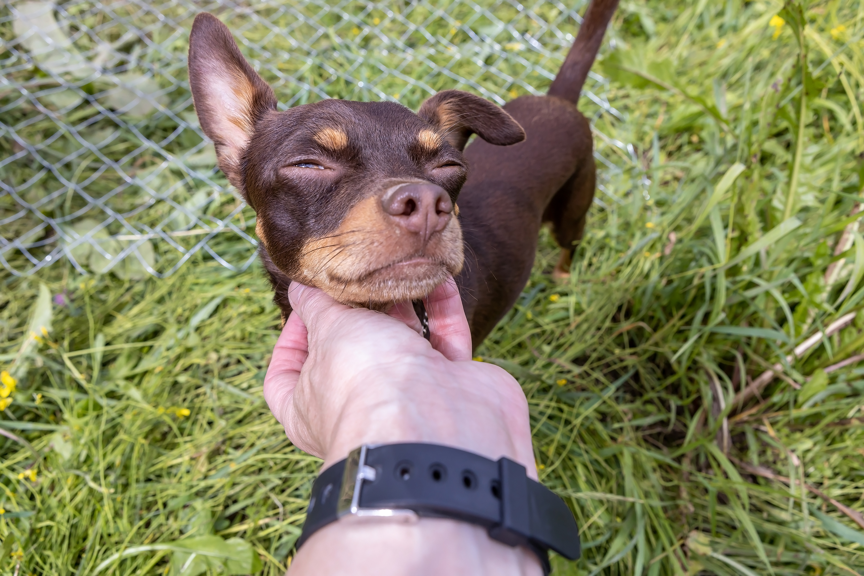 terrier getting pet in grass