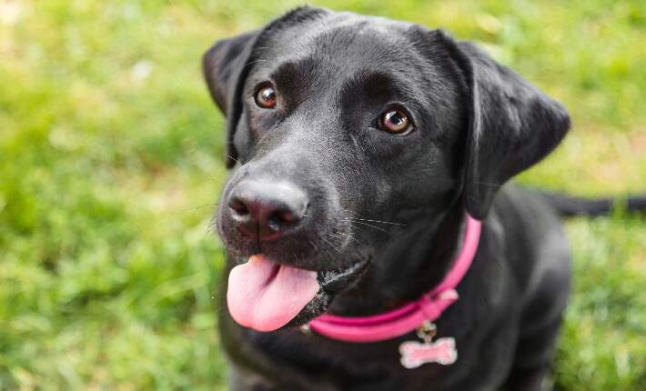 Labrador Retriever