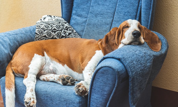 basset hound asleep on chair