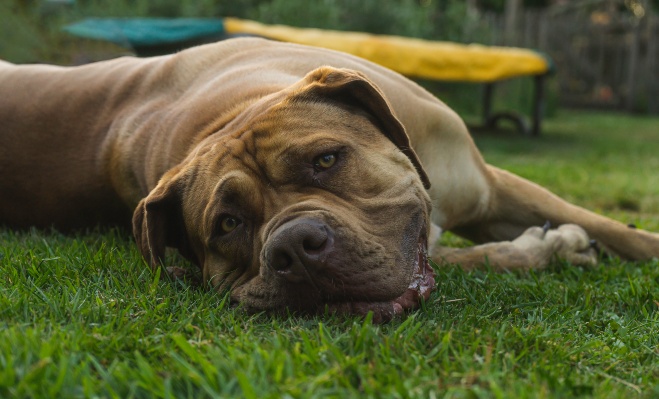 dog lying in grass