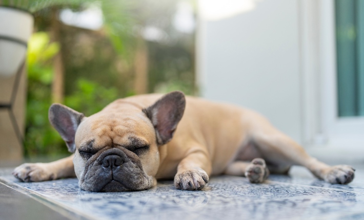 sleeping french bulldog