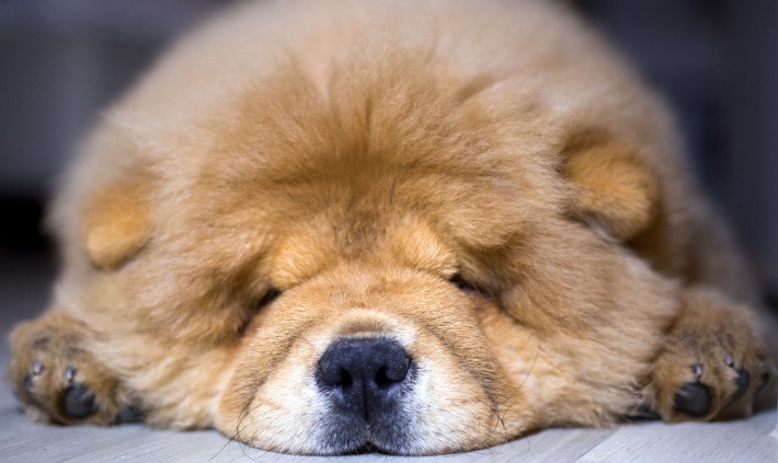 chow chow sleeping