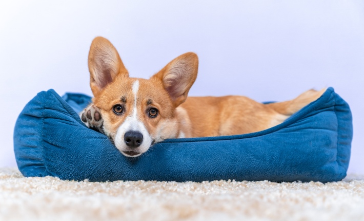 corgi laying in dog bed