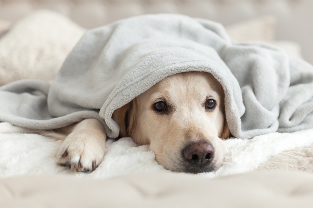 golden retriever under blanket