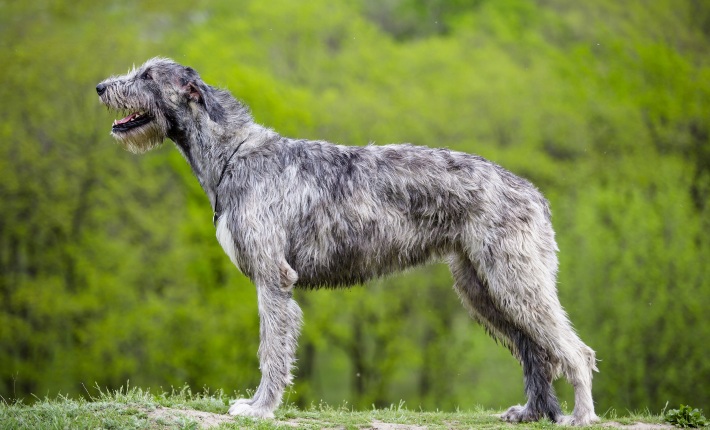 greyhound on hill