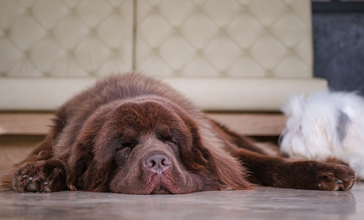 dog sleeping on floor