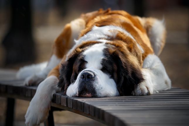 dog on picnic table