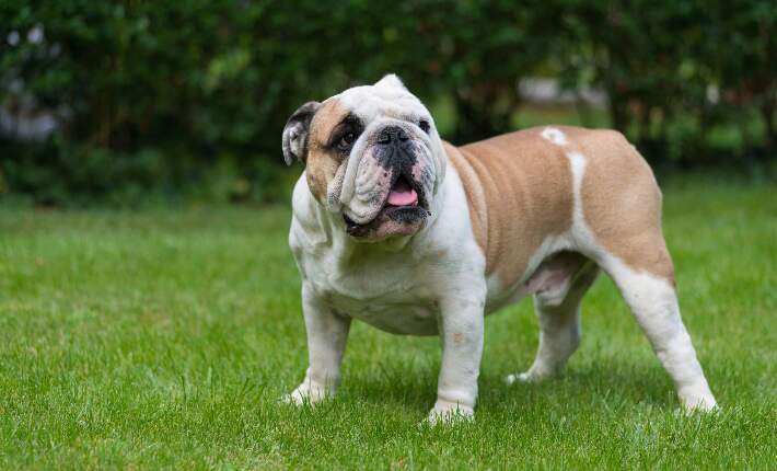 Bulldog